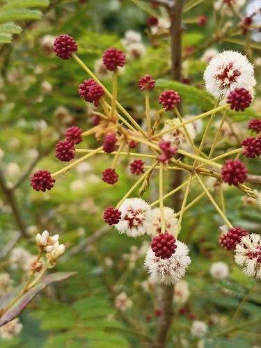 Senegalia rugata, photograph 3