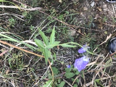 Adenophora polyantha