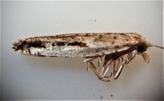 Holocola parthenia