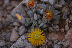 Cheiridopsis caroli-schmidtii image