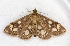 Anania coronata