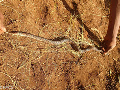 Madagascarophis colubrinus