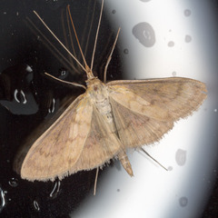 Paratalanta pandalis