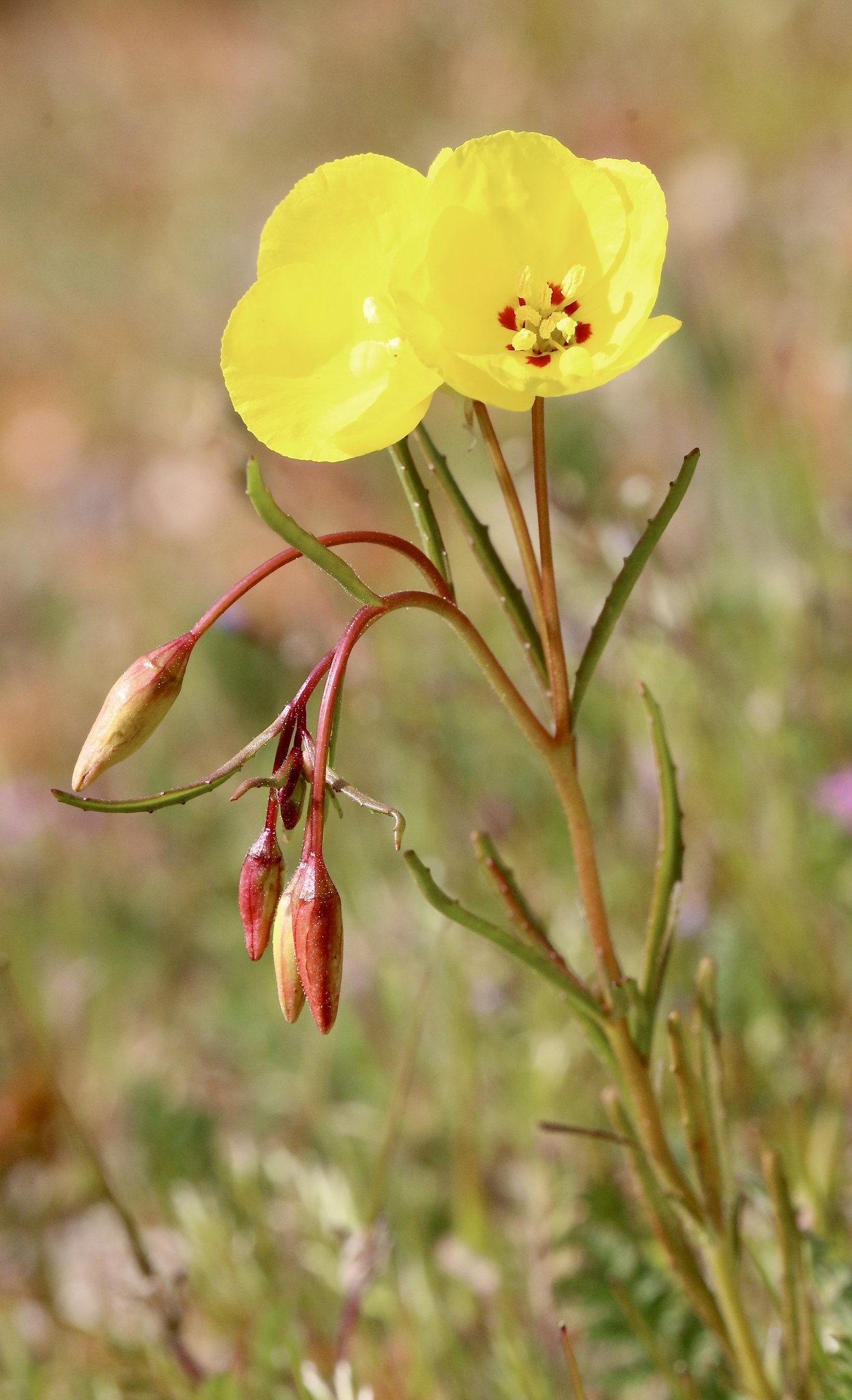 Camissonia campestris ssp. campestris