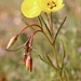 Camissonia campestris campestris - Photo (c) Morgan Stickrod, some rights reserved (CC BY-NC), uploaded by Morgan Stickrod