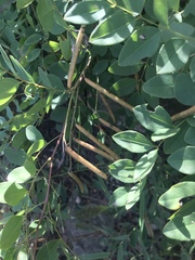 Indigofera amblyantha