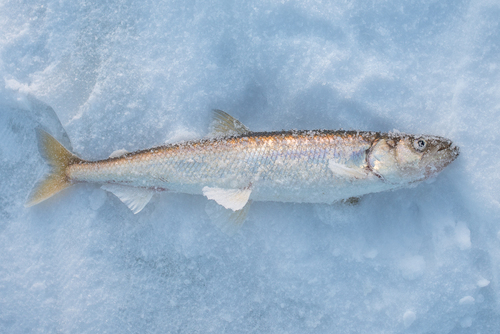 European Smelt