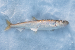 Smelt photo 1