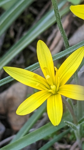 krivec (Gagea)