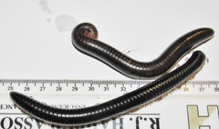 Orthoporoides