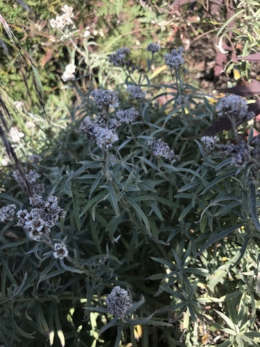 Alpine pearly everlasting (Anaphalis sinica)