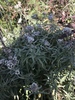 Alpine Pearly Everlasting - Photo (c) sunwenhao90, some rights reserved (CC BY-NC), uploaded by sunwenhao90