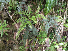 Adiantum fulvum