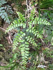 Adiantum fulvum