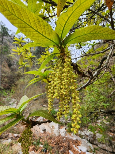 loquat leaf oak