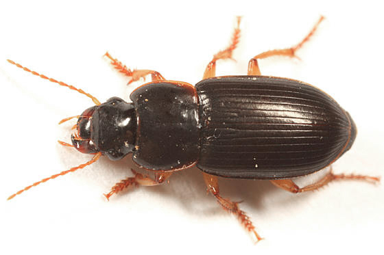 Harpalus herbivagus
