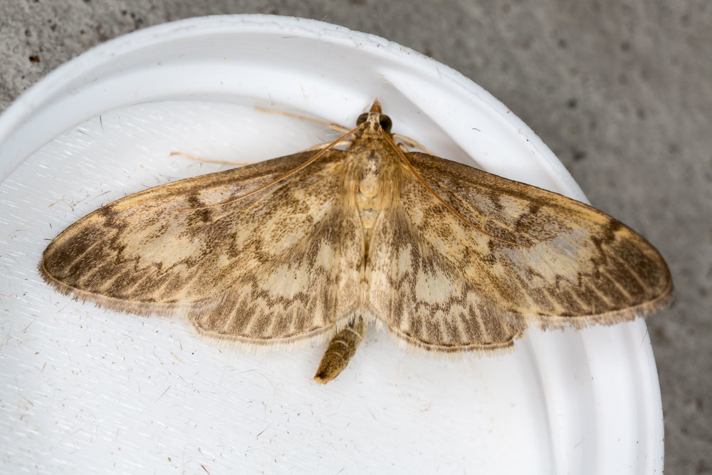 Long-winged Pearl