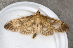 Anania lancealis