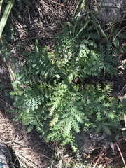 Potentilla chinensis