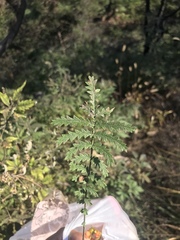 Potentilla chinensis