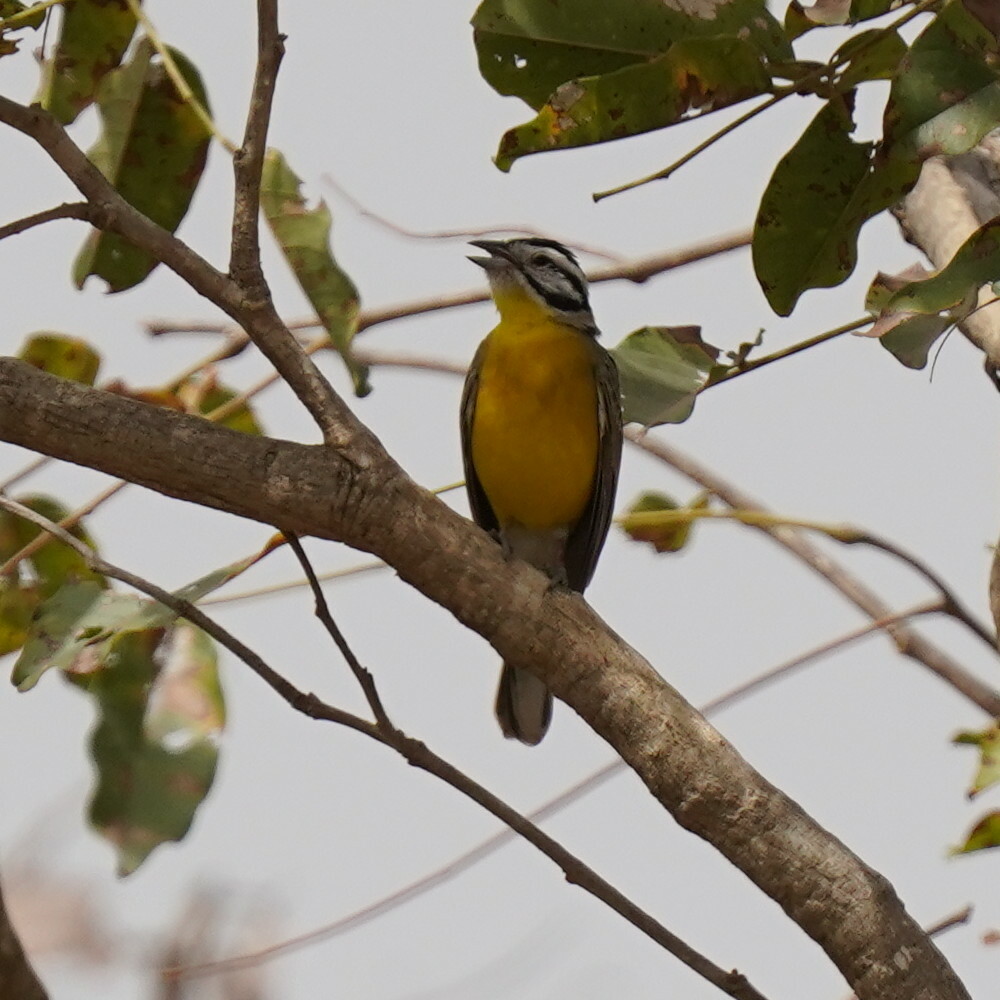 Brown-rumped Bunting (Emberiza affinis), photo 6