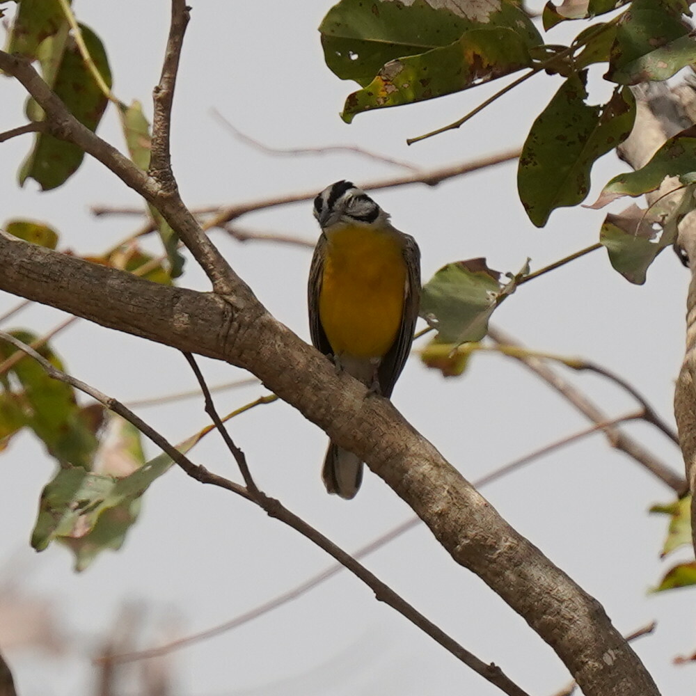 Brown-rumped Bunting (Emberiza affinis), photo 5