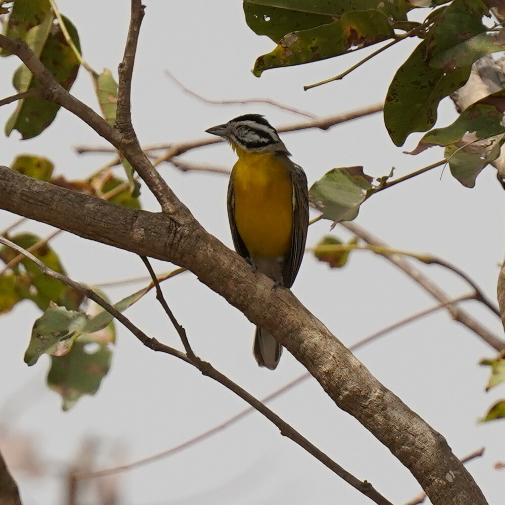 Brown-rumped Bunting (Emberiza affinis), photo 4