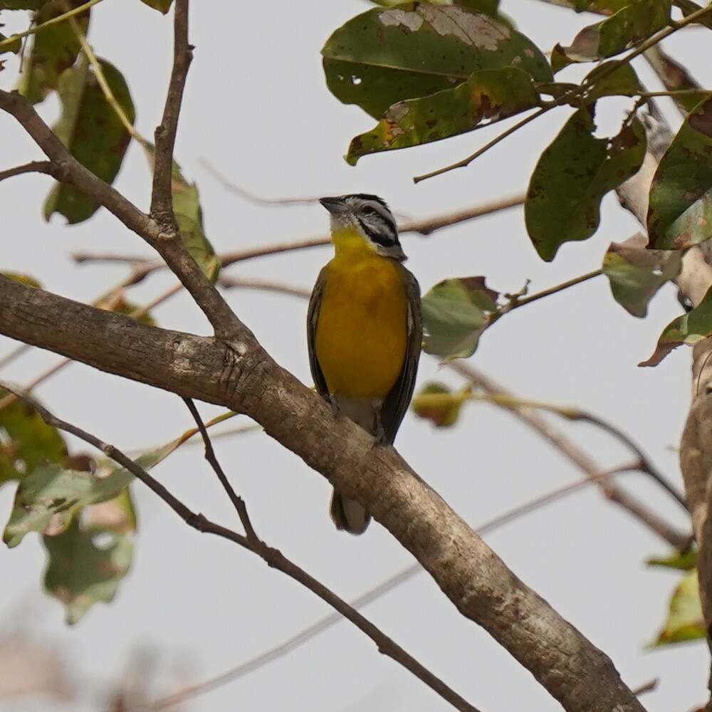 Brown-rumped Bunting (Emberiza affinis), photo 2