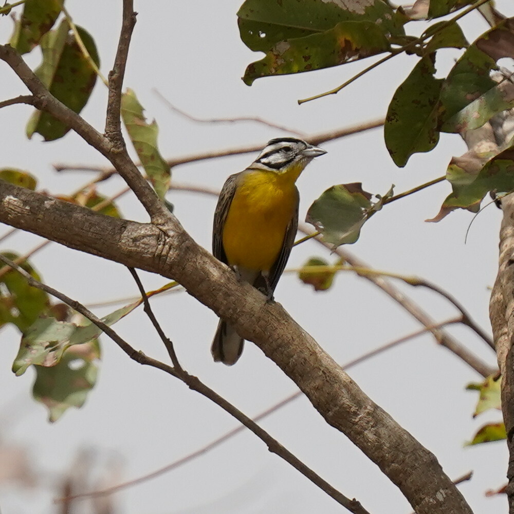 Brown-rumped Bunting (Emberiza affinis), photo 3