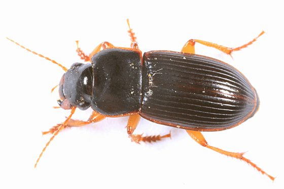 Harpalus somnulentus