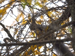 Sciurus vulgaris orientis
