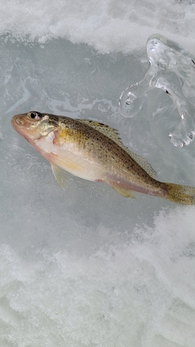 Ruffe (Gymnocephalus cernua) — Percidae — 2