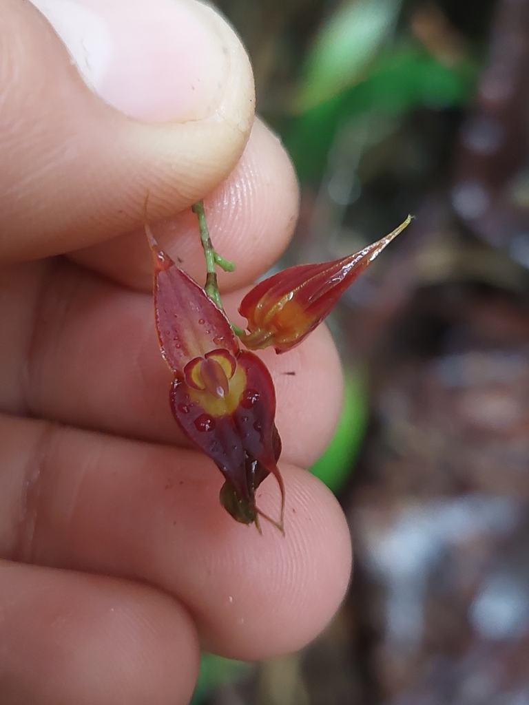 Lepanthes rhombipetala