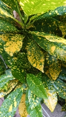 Codiaeum variegatum pictum