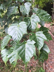 Acer morrisonense