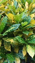 Codiaeum variegatum pictum