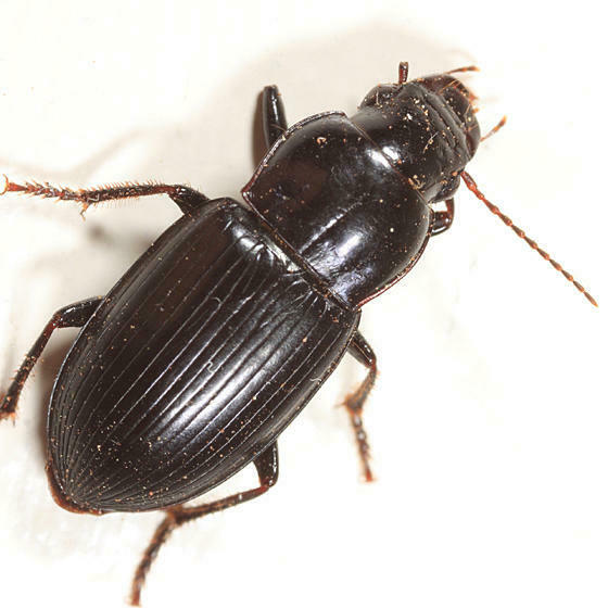 Notiobia mexicana