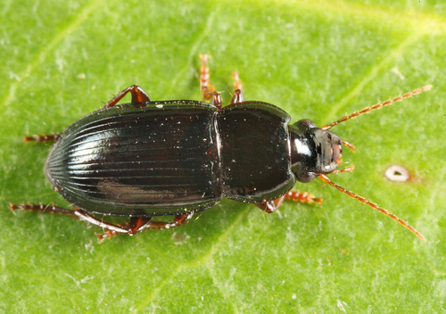 Jet-black Harp Ground Beetle