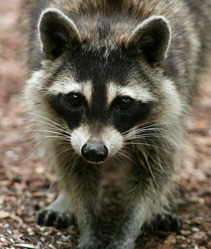Common Raccoon photographed in Arkansas