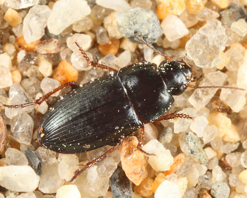 Selenophorus granarius · iNaturalist Mexico