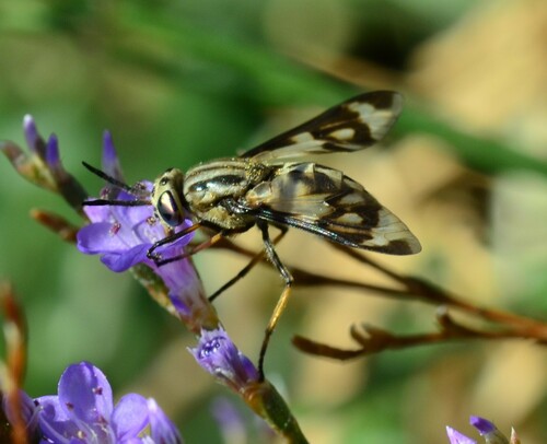 Chrysops italicus