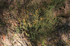 Pultenaea largiflorens