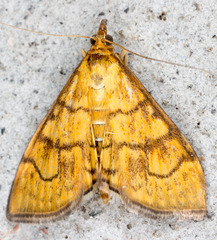 Anania verbascalis
