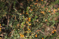 Pultenaea largiflorens