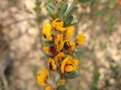 Pultenaea largiflorens