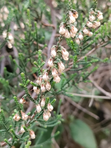 Avistamiento Calluna vulgaris
