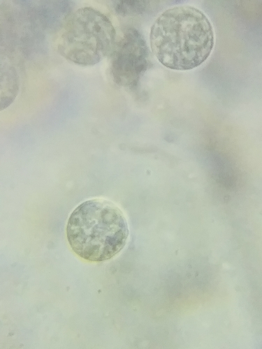 Amanita ramosa image