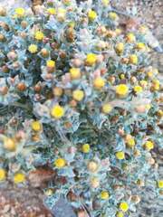 Helichrysum obtusum image