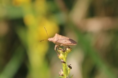 Euschistus ictericus