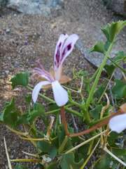 Pelargonium spinosum image